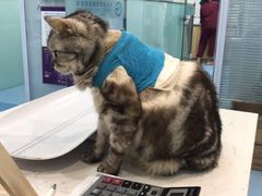 -瑞派·关忠动物医院·异宠专科·犬猫肿瘤·皮肤专科(望京店)