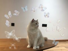-瞄一喵猫咖(格力海岸店)