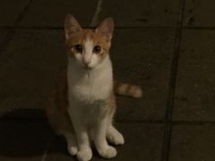 -瑞派康怡24h宠物医院·犬猫医疗中心·微创绝育(瑞景分院)