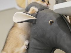 -猫域·湾主题猫咖·宠物吧(南坪城市广场店)
