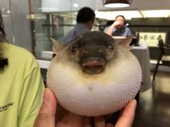 -肆月河豚·新淮扬(金融街店)