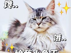 -十年猫舍·猫咪专门店(普陀店)