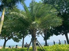 -黄金海岸环岛路