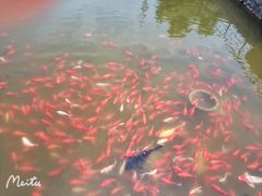 -石家庄市植物园