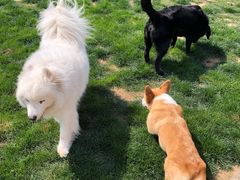 -趣玩宠物乐园寄养训犬训狗游泳池