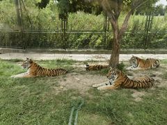 -上海野生动物园