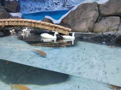 -海合安青岛极地海洋公园