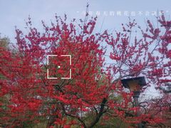 -桃花堤公园