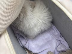 -宠颐生猫科·内科皮肤科(西平世纪城店)