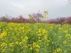 -天适樱花悠乐园