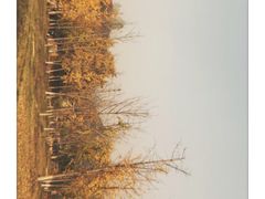 -千年银杏谷文化旅游区