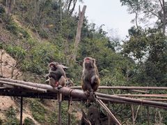 -西双版纳原始森林公园