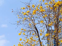 -洲头咀公园