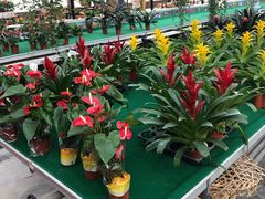 -西部兰花园生态园