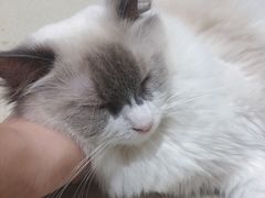 -藏猫猫咖啡主题馆(中央大道店)