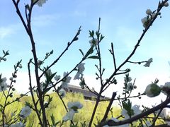 -南汇桃花村