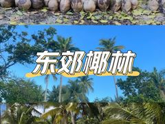 -东郊椰林