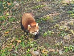 -合肥野生动物园