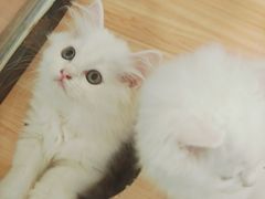 -袖虎·猫馆(体育西路店)