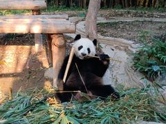 -广州长隆野生动物世界
