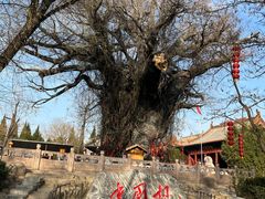 -大槐树寻根祭祖园