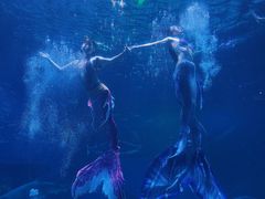 -海合安成都极地海洋公园