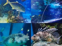 -大连老虎滩海洋公园