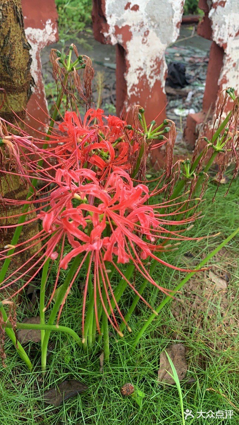 黄泉路上的彼岸花开了