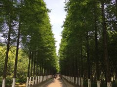 -昆山城市生态森林公园