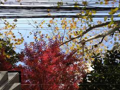-徐家汇源景区-衡山公园