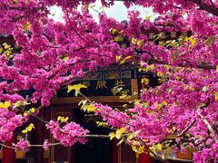 -西安市广仁寺
