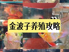 -宝鸡东道花鸟鱼虫市场(吉利花园商场店)