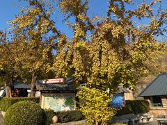 -遵化市禅林寺古银杏风景园