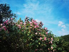 -昆山城市生态森林公园