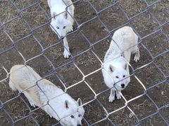 -石家庄市动物园