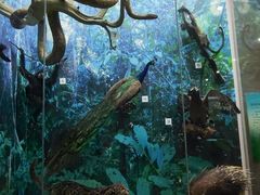 -国家自然博物馆