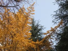 -四川大学(望江校区)
