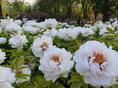 -莲花池公园