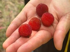 -宜兴龙背山森林公园