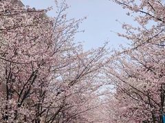-高东镇樱花园