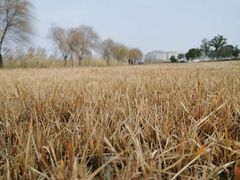 -漕湖湿地公园