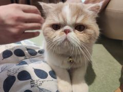 -CAT’S MEWSTAR CAFE·喵星球猫屋(晴湾咖啡店)