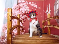 -超宠爱宠物摄影-Super pet