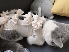 -奈斯宠物医院·核磁CT·异宠专科·内镜(中南店)