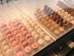 -BLACKSWAN黑天鹅(环球店)