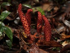 -云南屏边大围山国家公园