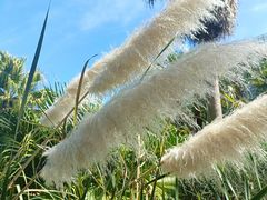 -昆明植物园