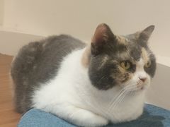 -有猫主题·治愈系猫咖(曾厝垵店)