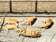 -大连森林动物园