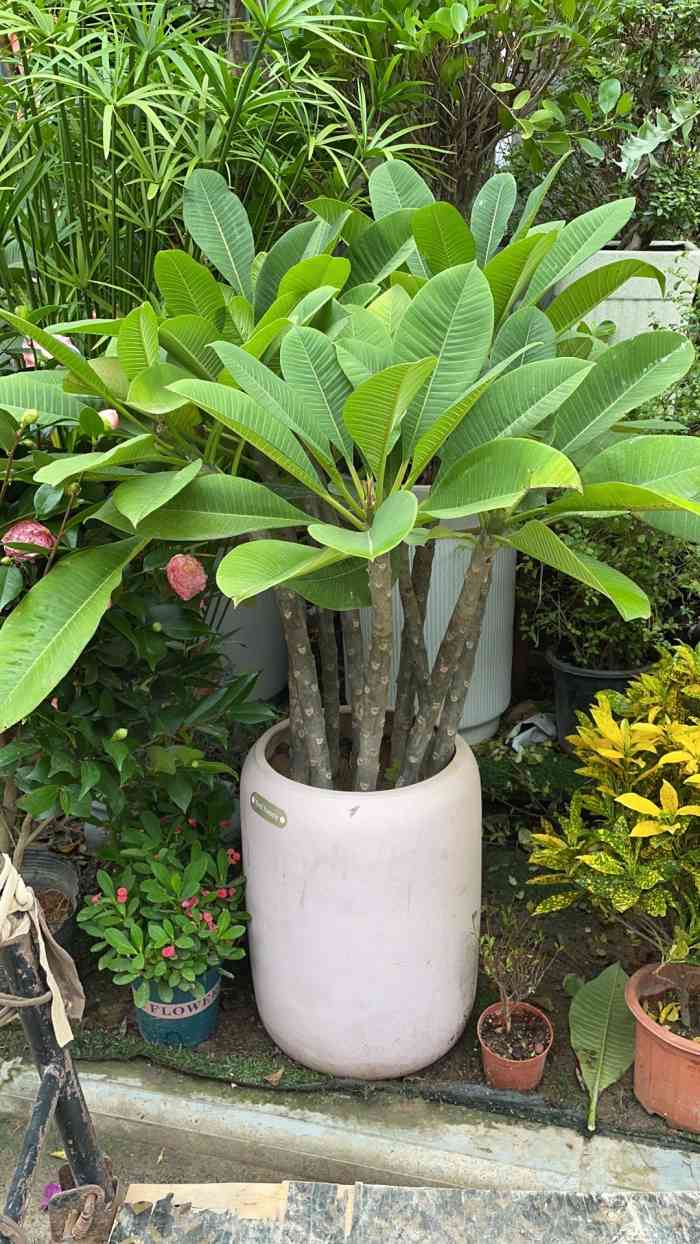 西北长安花卉秦岭花世界-"子午大道旁边 非常大的一个花卉市场 里面.